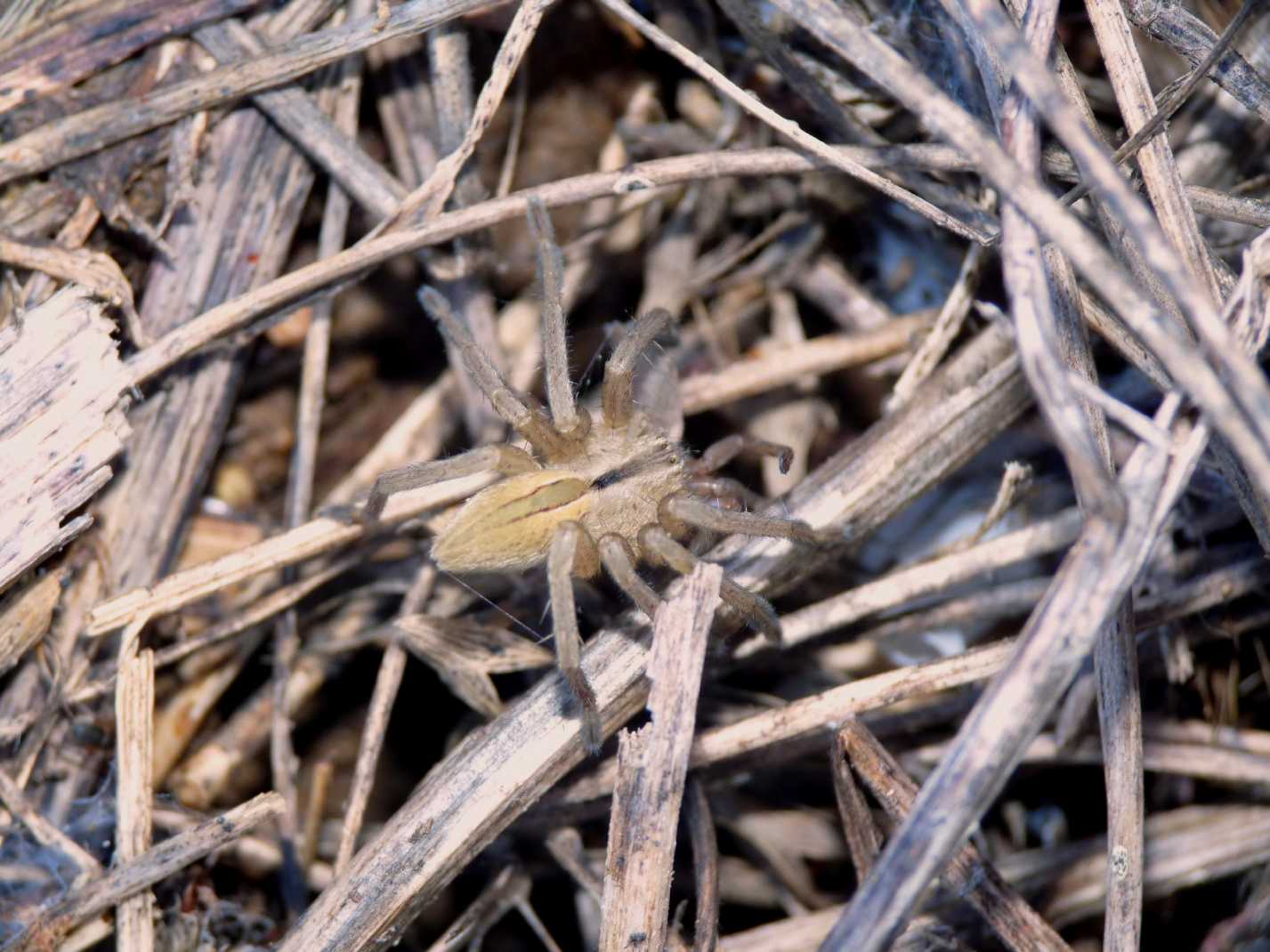 Micrommata virescens